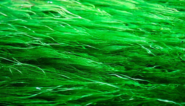 Карелия: новый взлет промышленности водорослей