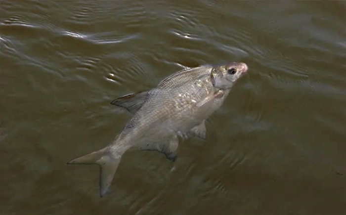 Влияние паразитов рода Phyllodistomum на здоровье рыб в аквакультуре