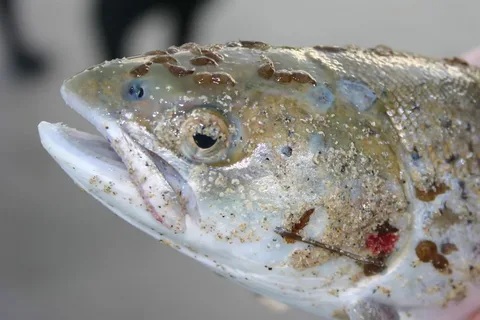О Vibrio spp. в аквакультуре