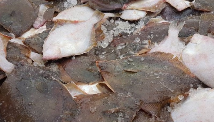 Рост поставок камбалы из России в Южную Корею: тенденции и прогнозы