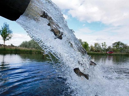 Зарыбление водоёмов форелью