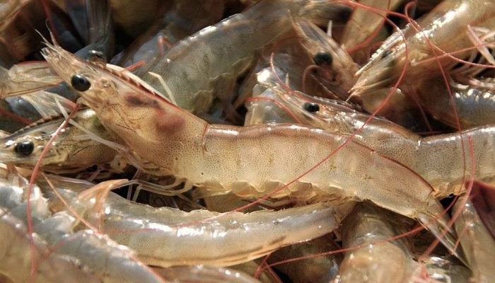 Увеличение запасов креветок в Азовском море: новые горизонты промысла